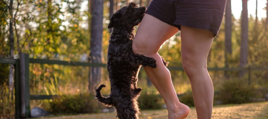 National Awkward Moments Day: 8 Awkward Moments All Dog Owners Can Relate To