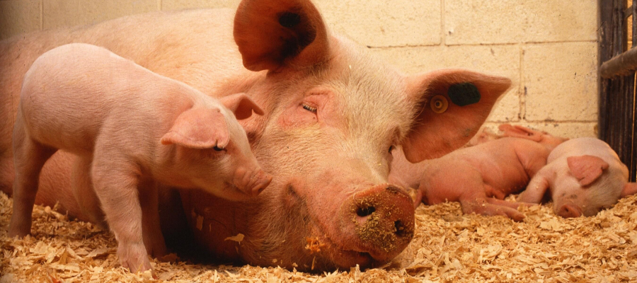 National Pig Day: 8 Pig Facts You Probably Didn’t Know