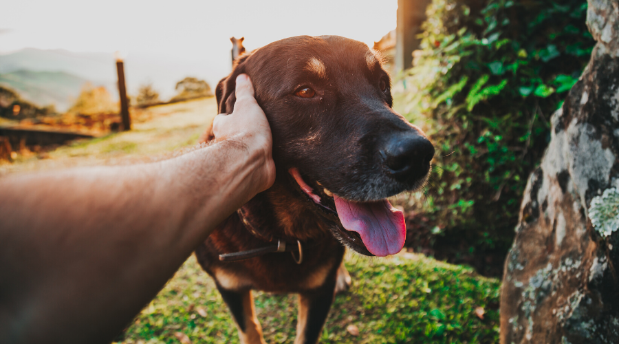 5 Reasons Why Volunteering at an Animal Shelter Is Good for the Soul