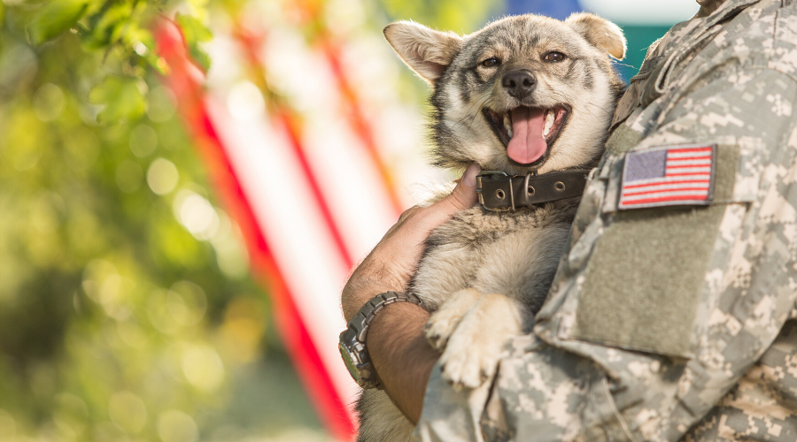 National K9 Veterans Day : Top 5 Legendary War Dogs