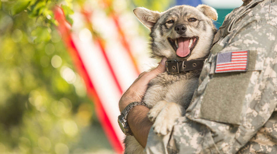 Sergeant Stubby - Wikipedia