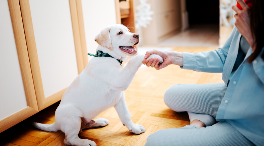 National Puppy Day: 5 Ways to Celebrate While Under Quarantine