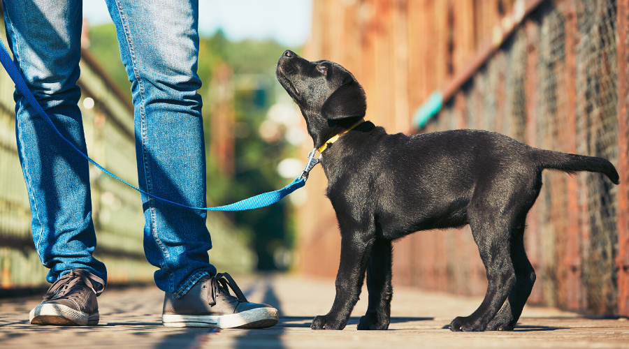 Is It Okay to Take Your Dog for A Walk in the Park?