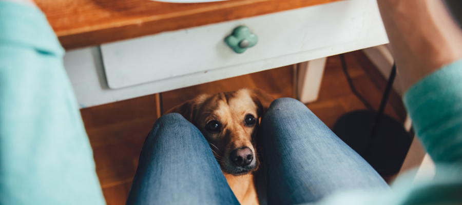 National Awkward Moments Day: 8 Awkward Moments All Dog Owners Can Relate To