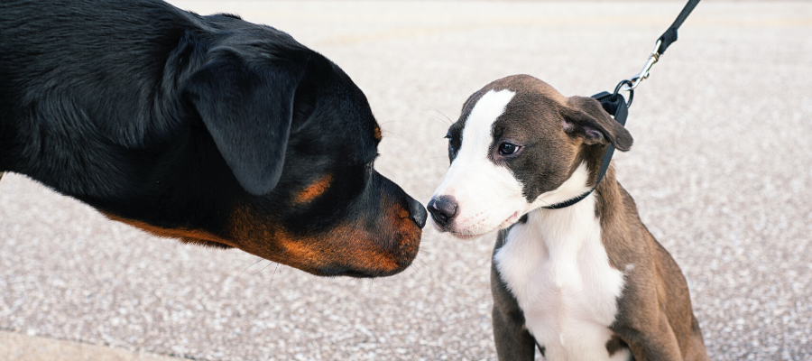 National Awkward Moments Day: 8 Awkward Moments All Dog Owners Can Relate To