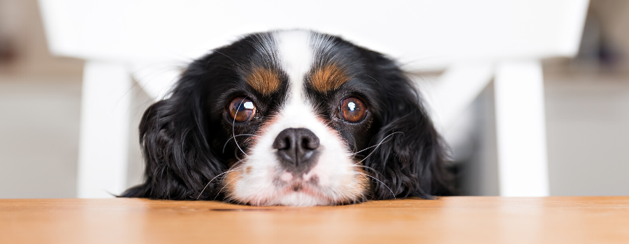 Is oreos hotsell bad for dogs