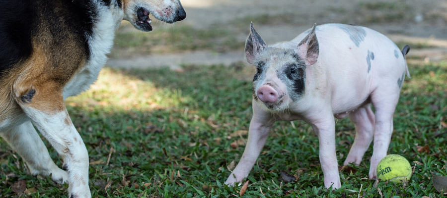 National Pig Day: 8 Pig Facts You Probably Didn’t Know