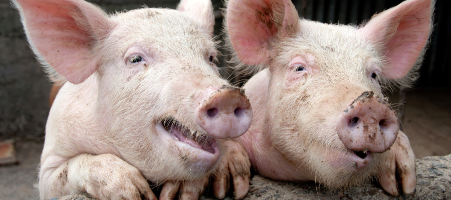 National Pig Day: 8 Pig Facts You Probably Didn’t Know