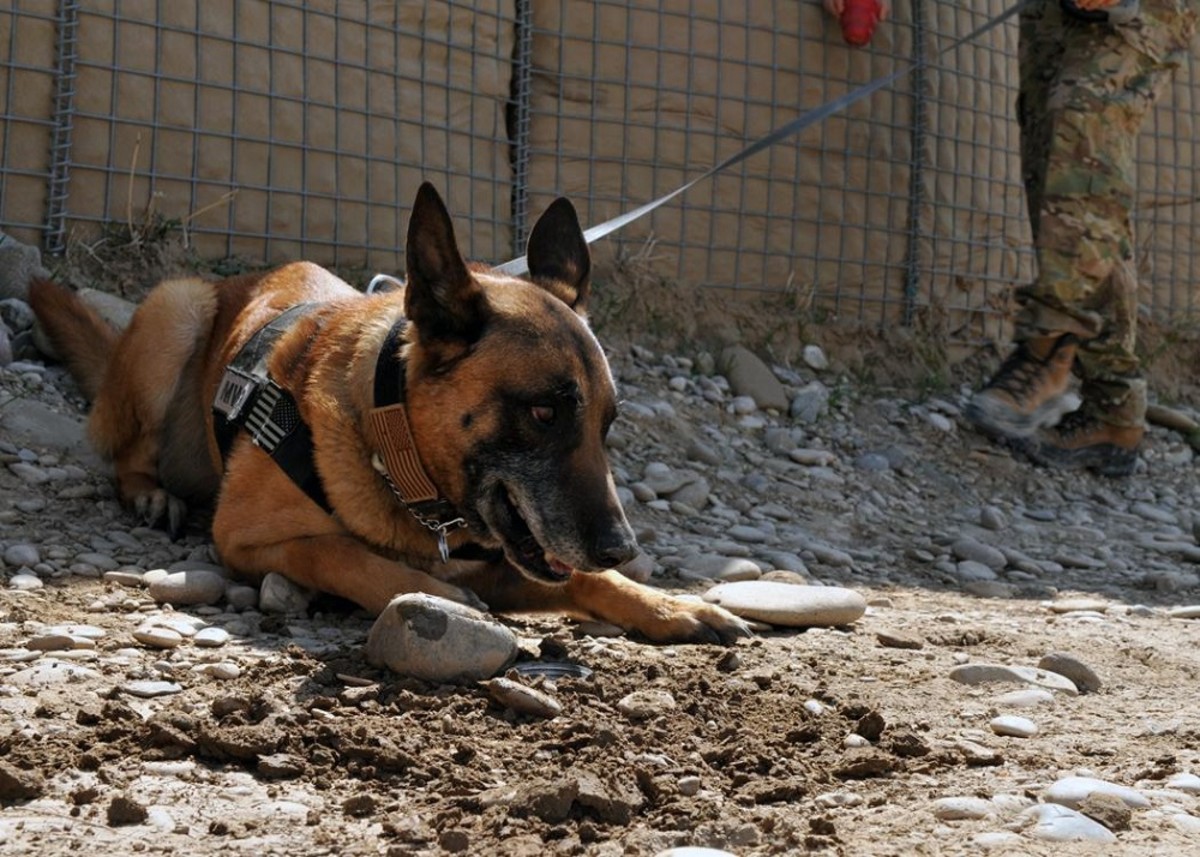 5 Reasons Why Volunteering at an Animal Shelter Is Good for the Soul National K9 Veterans Day : Top 5 Legendary War Dogs