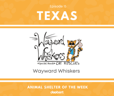 FB 15. Wayward Whiskers_Animal Shelter of the Week