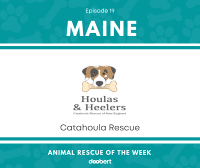 FB 19. Catahoula Rescue_Animal Rescue of the Week