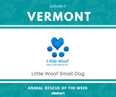 FB 21. Little Woof Small Dog_Animal Rescue of the Week