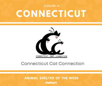 FB 26. Connecticut Cat Connection_Animal Shelter of the Week