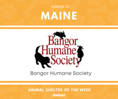 FB 32. Bangor Humane Society_Animal Shelter of the Week
