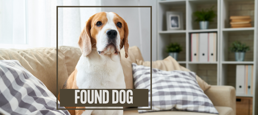 7 Must-Do’s When You Find a Lost Dog