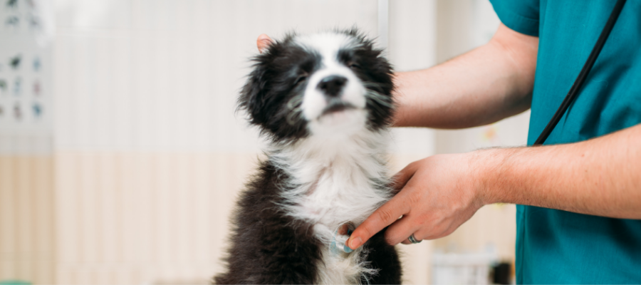 9 Benefits of Spaying or Neutering Your Pet