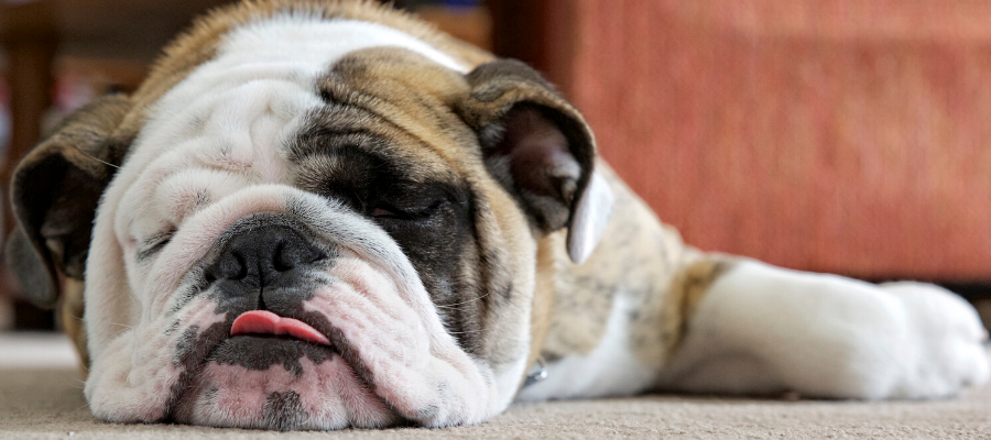 Bulldogs Are Beautiful Day: 6 Things that Make Bulldogs Beautiful (Inside and Out)