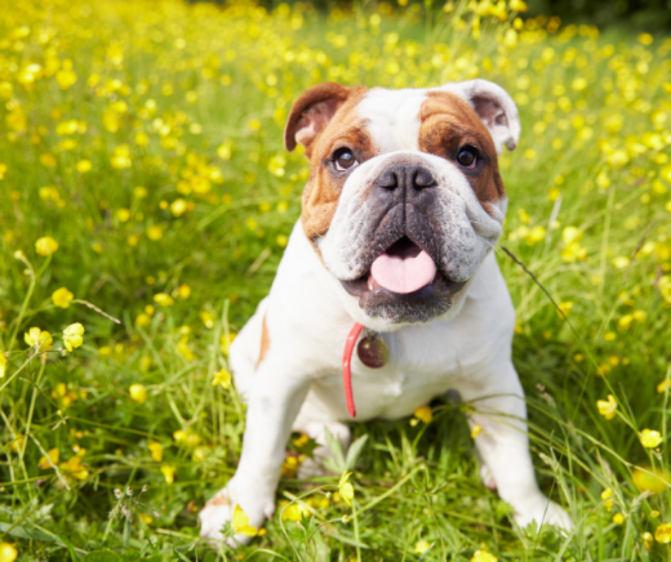 Bulldogs Are Beautiful Day: 6 Things that Make Bulldogs Beautiful (Inside and Out)