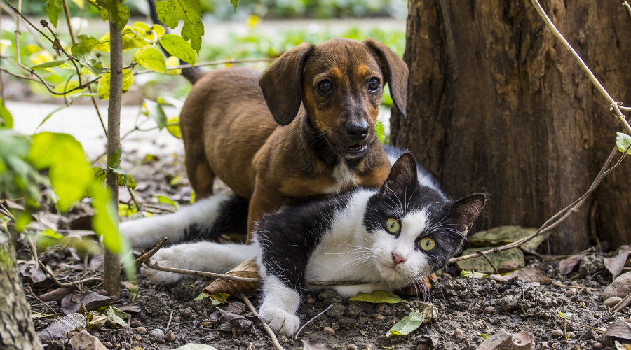 9 Benefits of Spaying or Neutering Your Pet