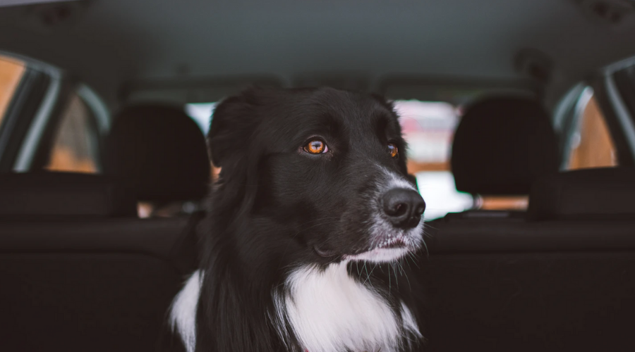 5 Things to Love About Animal Transport 