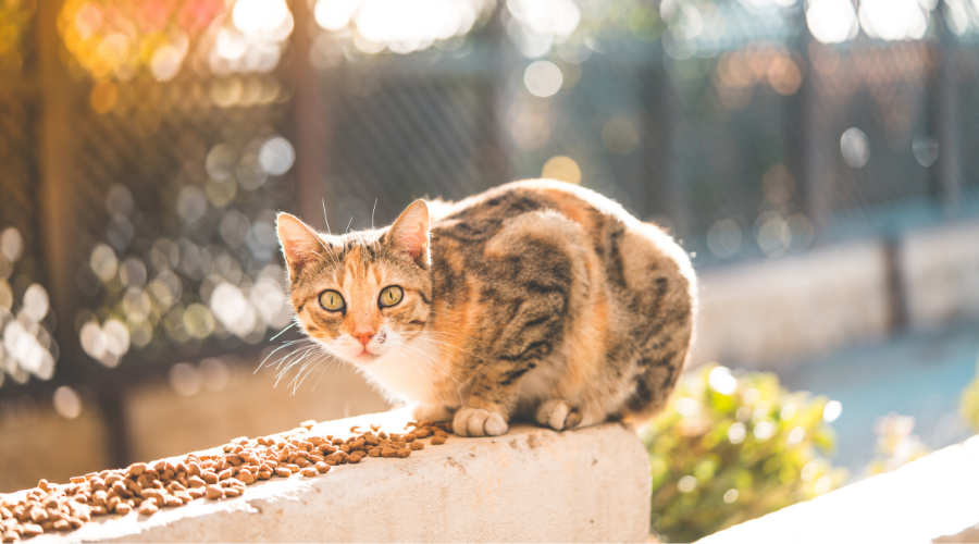 Is It a Feral or Stray Cat? Here’s How to Tell the Difference