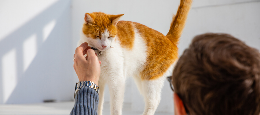 Is It a Feral or Stray Cat? Here’s How to Tell the Difference