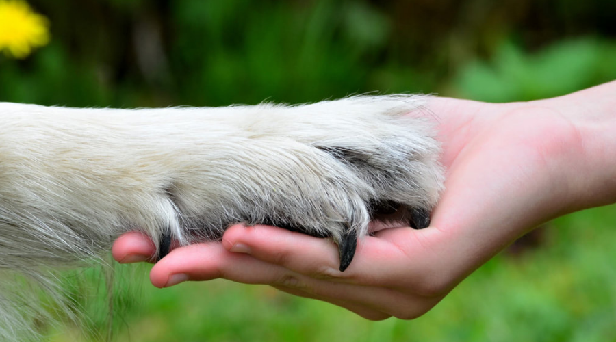 7 Ways to Help Put An End to Animal Homelessness