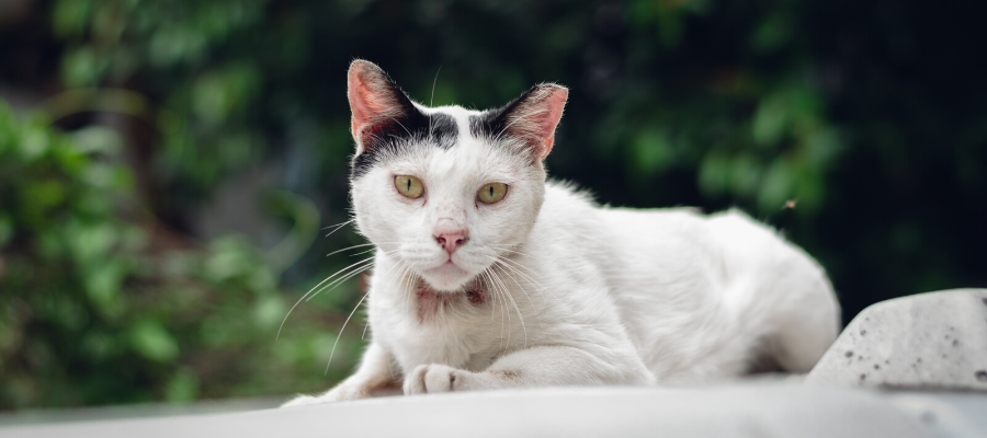 Is It a Feral or Stray Cat? Here’s How to Tell the Difference