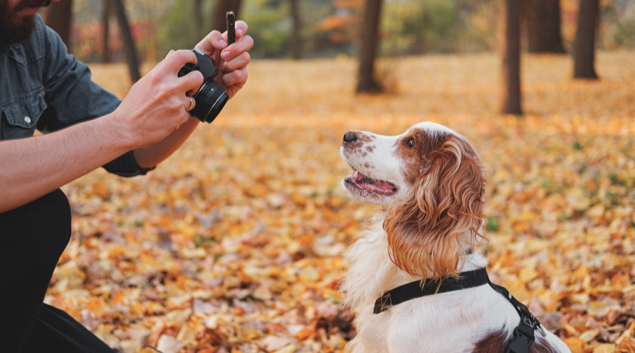 Shelter Pet Photography: Do You Have What It Takes?