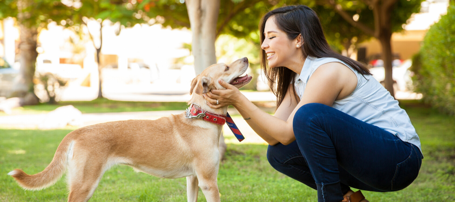 Shelter Pet Photography: Do You Have What It Takes?