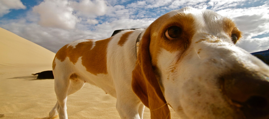 Shelter Pet Photography: Do You Have What It Takes?