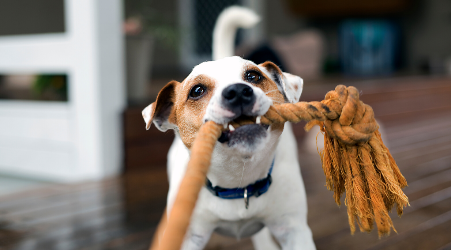 3 Puzzle Toys to Keep Your Dog Entertained in Quarantine