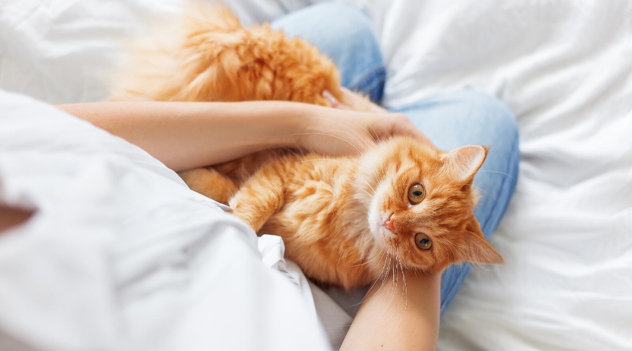 Can FIV-Positive Cats Live with Non-FIV Cats?