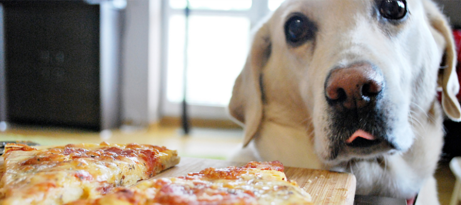 National Pizza Party Day: How to Make Pet-Friendly Pizza