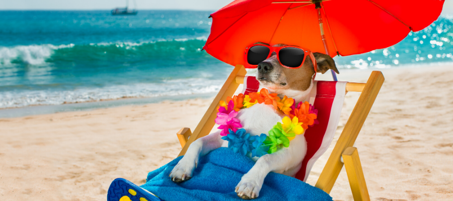 National Sunscreen Day: Do Dogs Need Sunscreen?