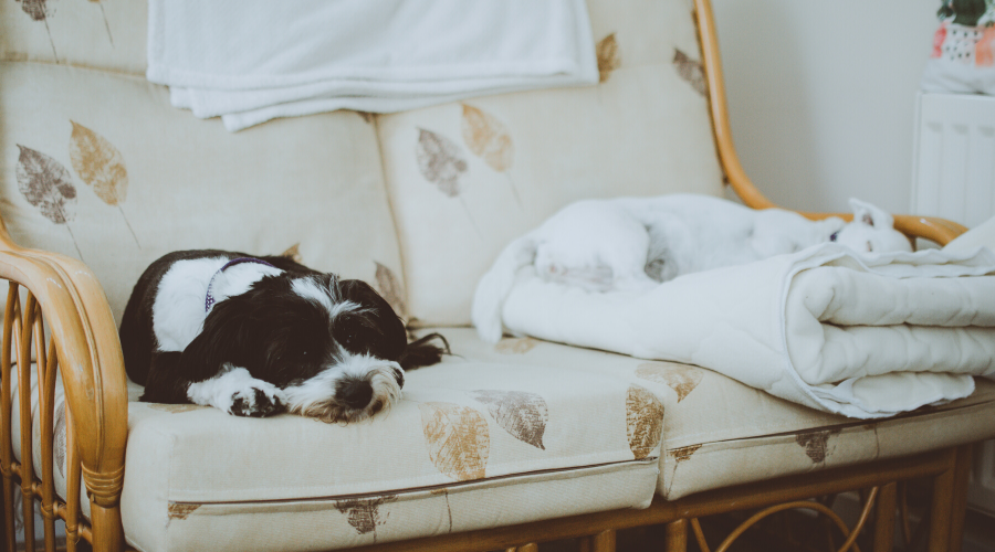 9 Quick Tips to Make Your Dog More Comfortable with Parvo