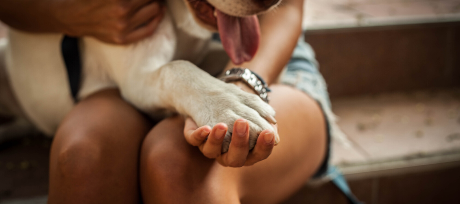 9 Quick Tips to Make Your Dog More Comfortable with Parvo