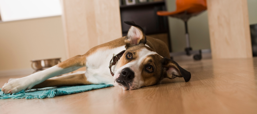 6 Ways Your Dog Can Catch Parvo