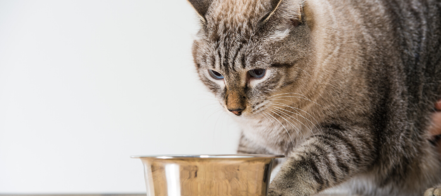 3 Common Diabetes-Related Complications in Pets