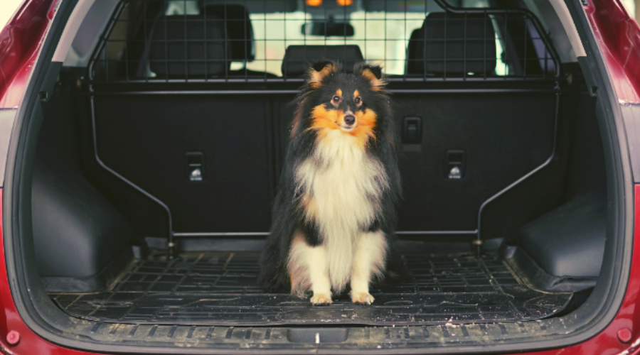 Animal Rescue Transports in 8 Easy Steps 