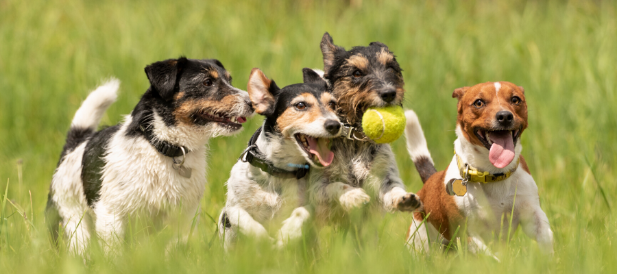 6 Ways Your Dog Can Catch Parvo