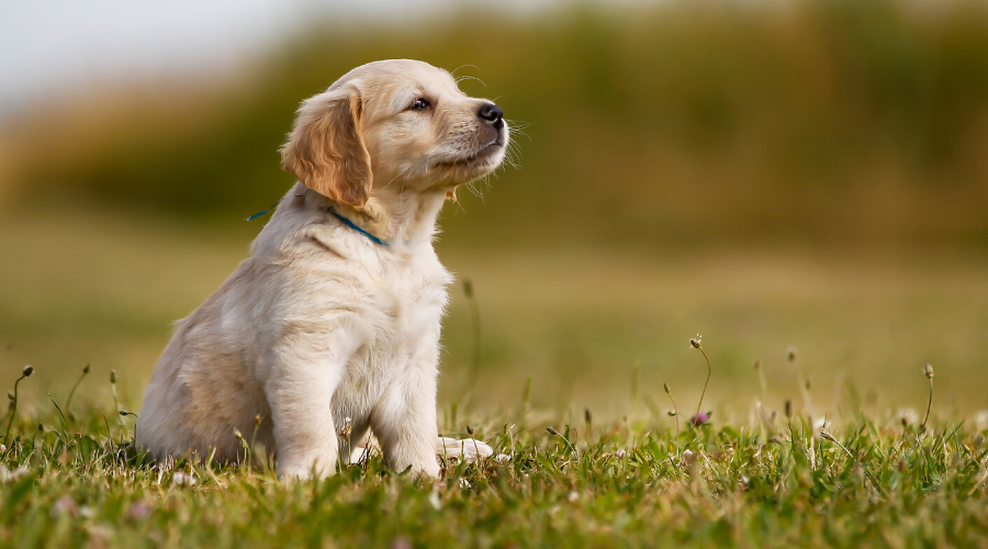 6 Ways Your Dog Can Catch Parvo