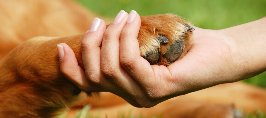 5 Personal Mantras to Help You Let Go of a Foster Pet