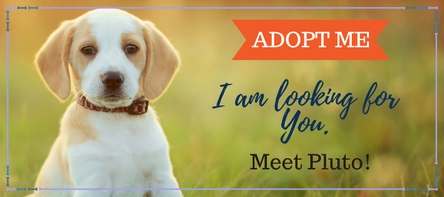 6 Simple But Effective Ways to Get Your Foster Pet Adopted