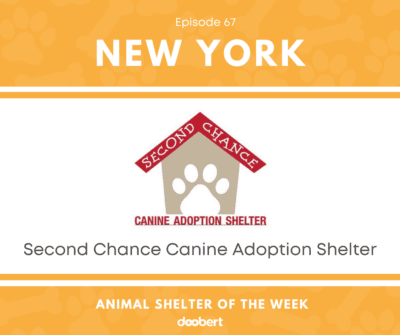 Second Chance Canine Adoption Shelter
