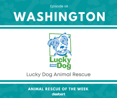 Lucky Dog Animal Rescue