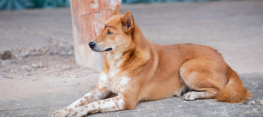 3 Simple Acts of Kindness You Can Do To Help Stray Dogs