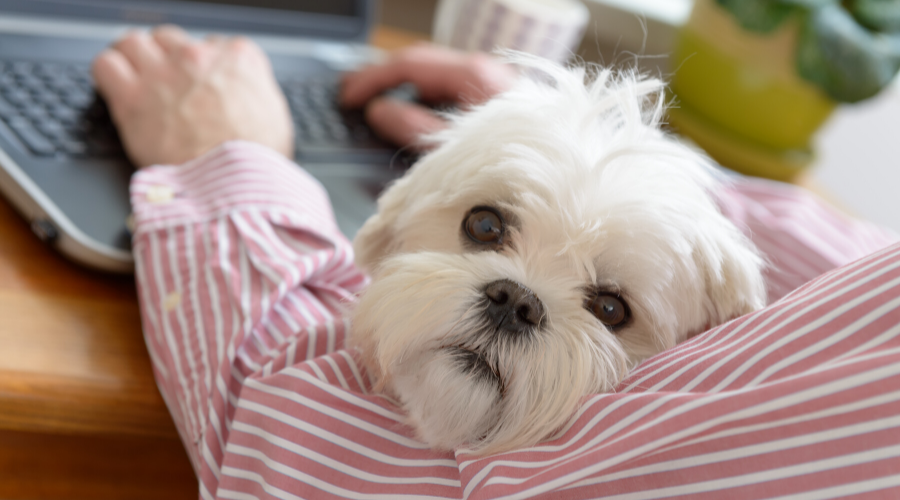  National Take Your Dog to Work Day: Off to Work With a Dog on Your Lap