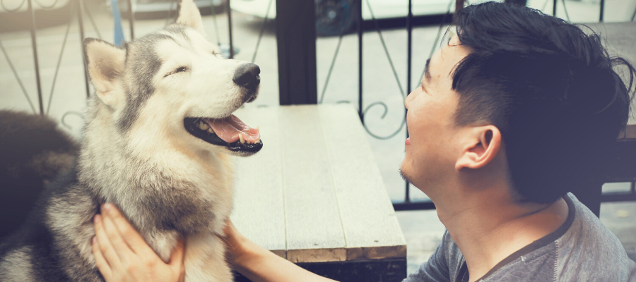 7 Reasons Why You'll Love Fostering An Older Dog