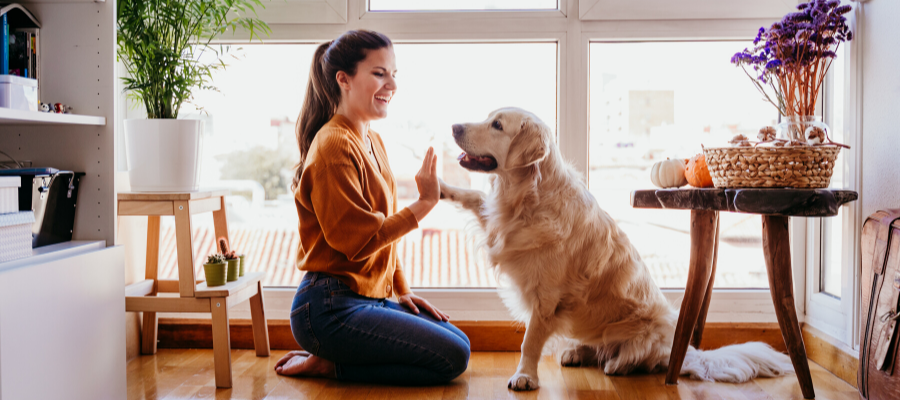 7 Reasons Why You'll Love Fostering An Older Dog